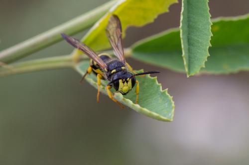 Cerceris arenaria